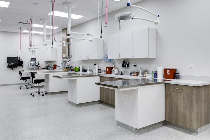 Spacious veterinary surgical suite with multiple stations